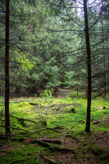 Forest in the morning