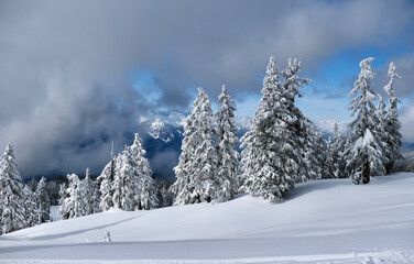 Mountain forest covered with fresh fluffy snow after snowfall. Whistler. British Columbia. Canada 