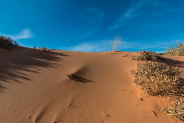 Pink Sand Dunes, Coral Pink Sand Dunes State Park, Utah, USA