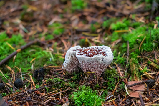 Hydnellum caeruleum (Blue-Green Hydnellum) mushroom growin in moss
