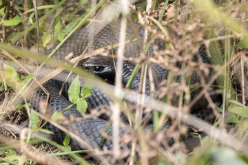 Red-bellied Black snake resting in grass