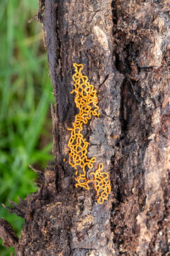 Hemitrichia serpula (pretzel slime) mold growin on tree bark