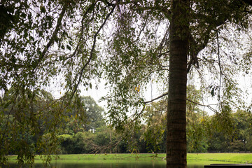 Fototapeta premium Green tree in summer field