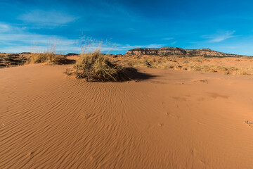 Hummock With Sand Dunes and The White Cliffs In The Distance, Coral Pink Sand Dunes State Park, Utah, USA