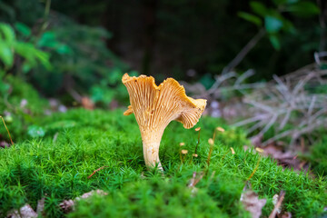 Golden chanterelle (Cantharellus cibarius) mushroom growing in moss © Barbora Batokova