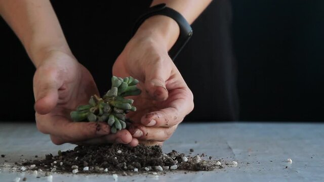 Planting a succulent with utmost care at home 