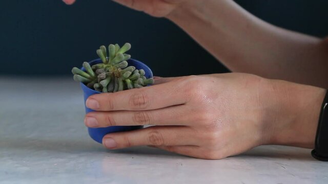 Succulent indoor houseplant inspection for weak stems at home 