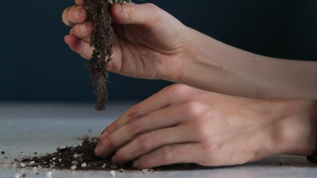 Carefully detangling roots of a tiny lithops succulent plant