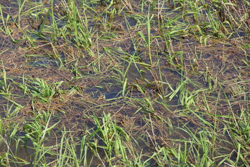 水中から生えている植物