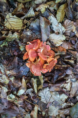 Red mushrooms in the woods