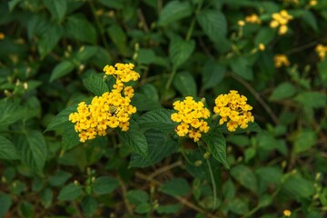 yellow flower in the garden