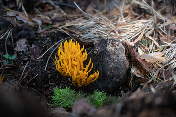 Calocera viscosa mushroom growing in the woods