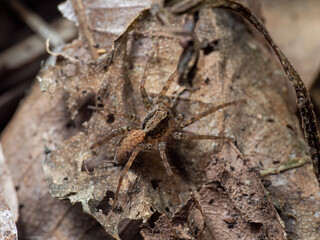 Macro Photo of Jumping Spider Camouflage on Dry Leaf