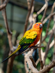 Close-up Sun Conure Parrot Perched on Branch Isolated on Background