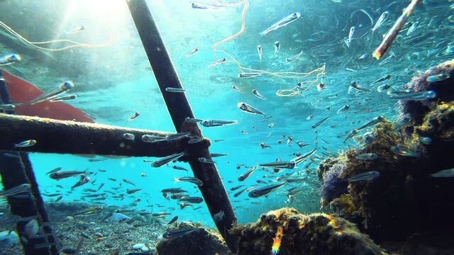 Small fish school silverside scenery underwater in mediterranean sea clear water, seabed with algae and rocks. Mani peninsula, Cayo, Greece.