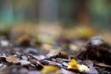 A macro photo shoot of Autumn leaves on forest, nature background