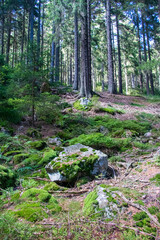 Fototapeta na wymiar Forest landscape