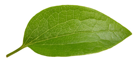 Fototapeta na wymiar Nut leaf isolated on a white background