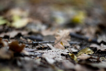 A macro photo shoot of Autumn leaves on forest, nature background