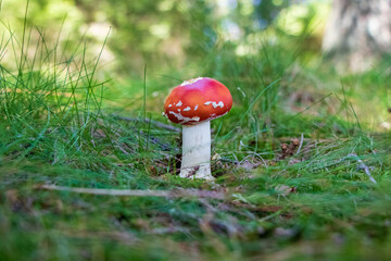 Amanita muscaria (fly agaric) mushroom growing in grass