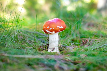 Amanita muscaria (fly agaric) mushroom growing in grass