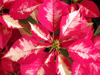 Closeup of 
