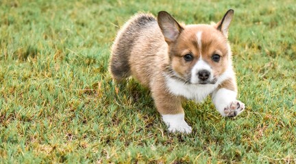 Corgi, Puppy, Corgi Puppies, playing