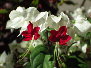Closeup of a 'bleeding glory-bower