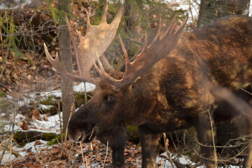 An Alaska bull moose browsing in heavy brush
