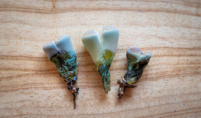 Group of Lithops dying on wooden background. The most common causes of a Lithops demise are overwatering and inadequate light.