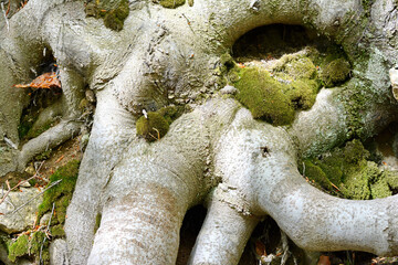 Strange roots of a tree. Details of tree root texture.