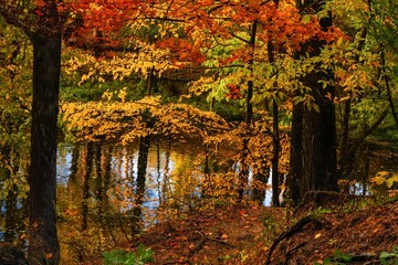 Beautiful Tranquil Autumn Nature in Quite Forest: Colorful Trees Above the Lake with Reflection