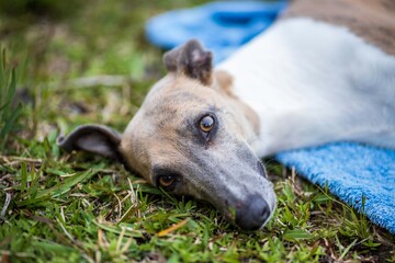 portrait of a dog laying on grass 