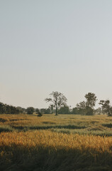 landscape with a tree