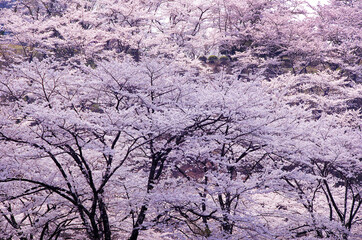 Beautiful cherry blossoms in full bloom