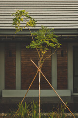 window with flowers in the garden