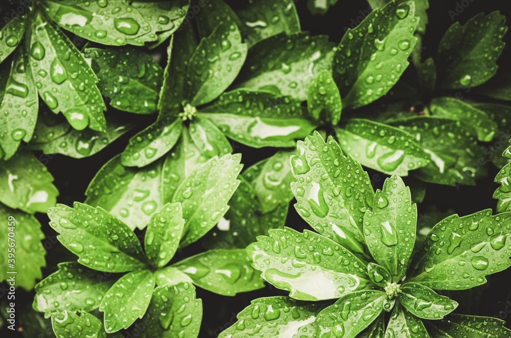 Sticker Closeup of wet pachysandra leaves from the rain growing in the field