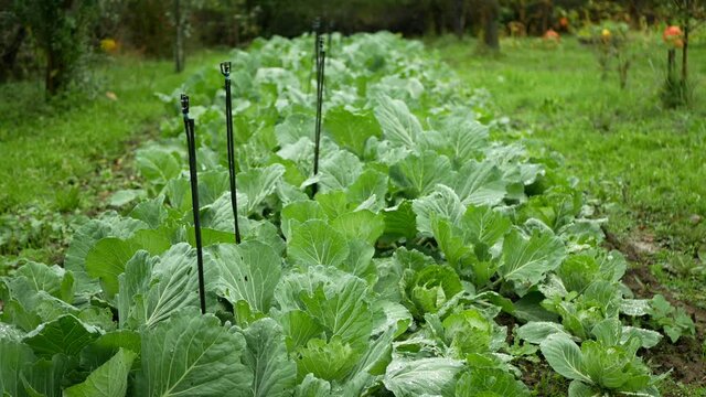 Cabbage field leaf green cole crops white, farm farming garden leaves bio organic Brassica oleracea capitata large fresh plantation vegetables plant grown production ripe, irrigation agriculture