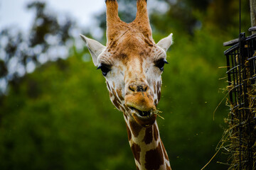 Obraz premium giraffe in the zoo