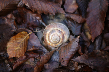 Photo background of a large shell