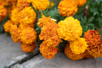 Colourful Marigold at the park 
