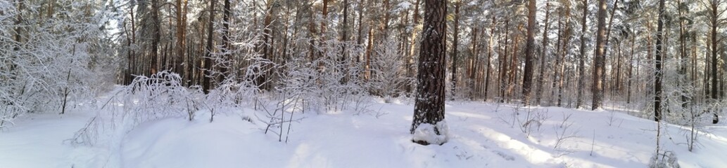 Fototapeta premium winter forest