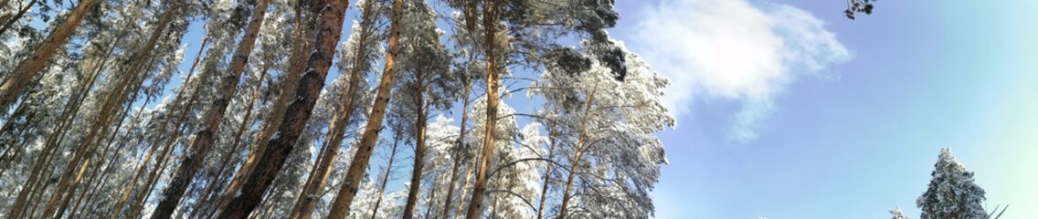 winter forest