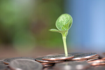 A green seedling grew from a pile of dollar coins