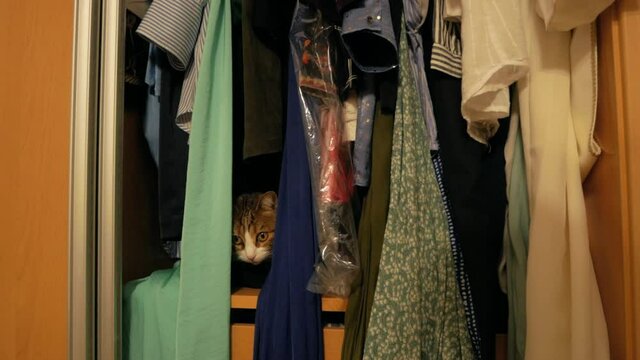 Domestic Cat Hiding In The Closet Looking Through Clothes With Eyes Wide Open - handheld shot