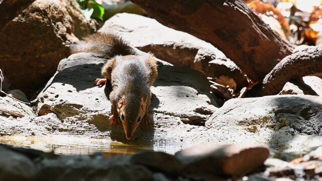 Northern Treeshrew, Tupaia belangeri; seen drinking water in a waterhole in the middle of the hot summer day in the jungle of Kaeng Krachan National Park, Thailand.