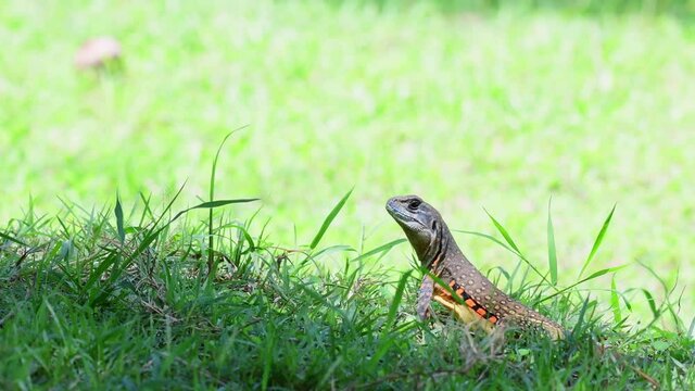 Lizard with orange and yellow spots, also known as Common Butterfly Lizard, Leiolepis belliana; seen in Huai Kha Kaeng Wildlife Sanctuary in the morning sun on the grass and then runs away.