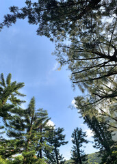pine trees against sky