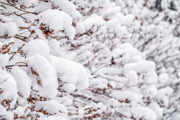 Tree branches in winter covered with snow and frost in snowfall. Frozen tree branches.