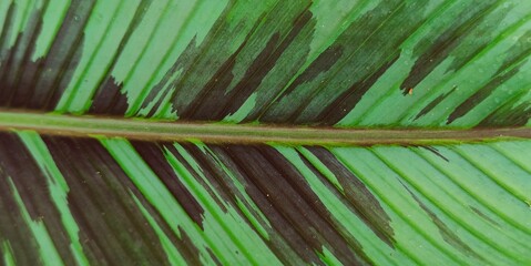 tree leaf